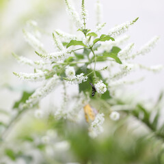 Byttneria butterfly bush delicate white flower