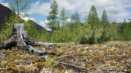 tree in the mountains