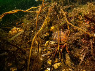 A closeup picture of a crab in a beautiful marine environment. Picture from Oresund, Malmo in southern Sweden.