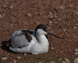 Pied Avocet,Recurvirostra avosetta

