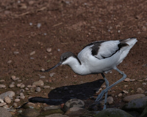 Pied Avocet,Recurvirostra avosetta
