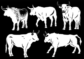 Black and white set of oxen on black background, vector