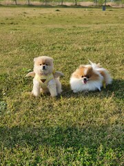 two puppies