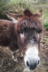 Fototapeta premium muso di asinello