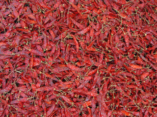 Naklejka premium Indian Red chilies