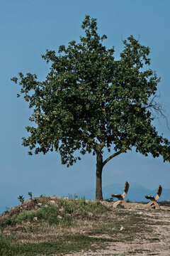 Albero con due panche in legno