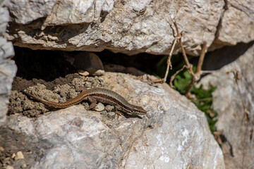 Common wall lizard close up	
