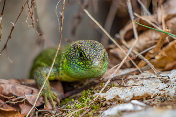 European green lizard standing on rock, close up