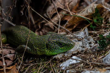 European green lizard close up	
