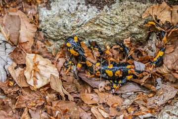fire salamander in forest, close up