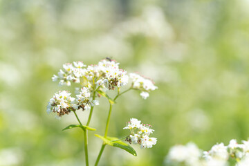 蕎麦の花