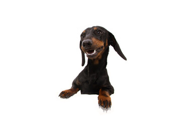 Happy  and curious dachshund dog  with paws over black edge.