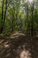 Obraz premium The forrest at Berg en Dal, The Netherlands