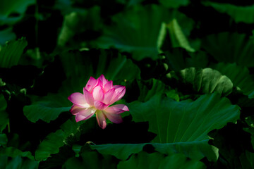 夏の蓮池に咲くピンクの綺麗な蓮の花　（福岡県行橋市）