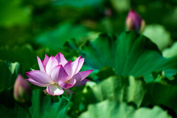 Obraz premium 夏の蓮池に咲くピンクの綺麗な蓮の花 （福岡県行橋市）