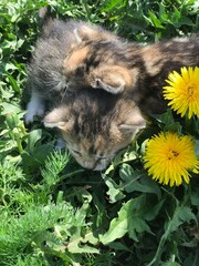 cat and flowers