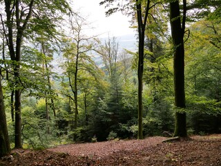 Forêt des Vosges