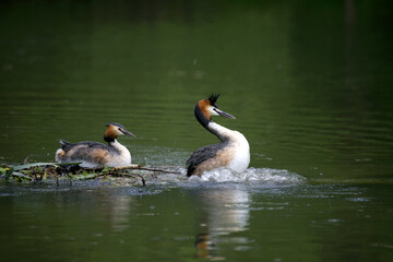 Pair of Great Crested Grebe (Podiceps cristatus) at the nest, 