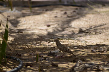 The crested lark is a species of lark distinguished from the other 81 species of lark by the crest of feathers that rise up in territorial or courtship displays and when singing