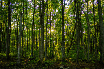 Obraz premium Sun through the trees