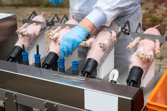 Ferkelkastration - Vorf&uuml;hrung eines Isofluran Narkoseger&auml;tes zur Narkose der Ferkel f&uuml;r die Kastration.