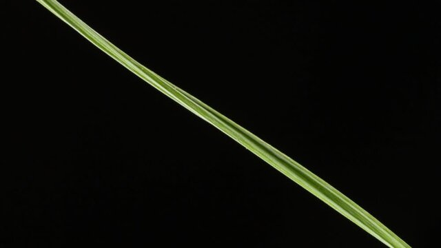 Macro Video of Encephalitis Tick Insect Crawling on Green Grass. Encephalitis Virus or Lyme Borreliosis Disease Infectious Dermacentor Tick Arachnid Parasite.