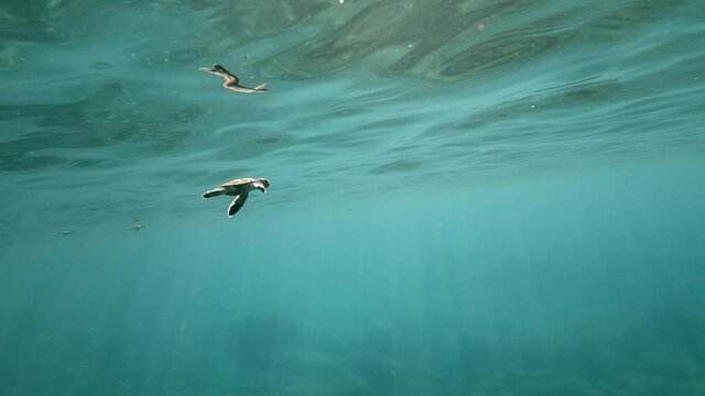 Following a baby sea turtle swimming furiously through serene turquiose sea.