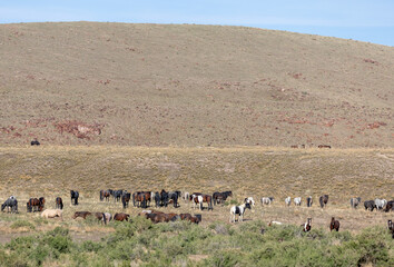 Fototapeta na wymiar Herd of Wild Horses inthe Utah Desert