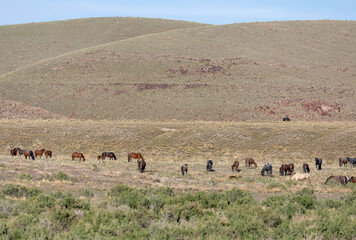 Herd of Wild Horses inthe Utah Desert