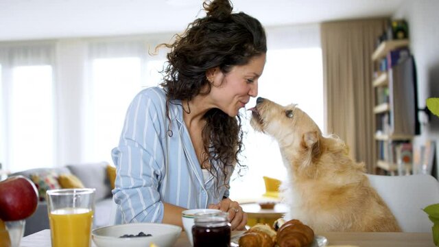 Woman With Pet Dog Eating Breakfast Indoors At Home, Licking Face.