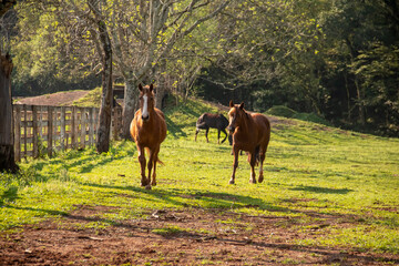 Horses eating, playing and running in a pasture.