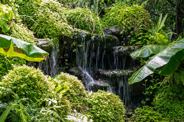 background lush tropical garden with ferns and waterfall