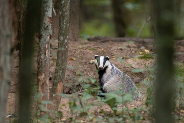 European Badger(Meles meles) in fall