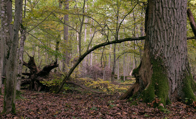 Deciduous stand with hornbeams and oaks