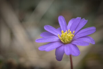 Purple and yellow flower