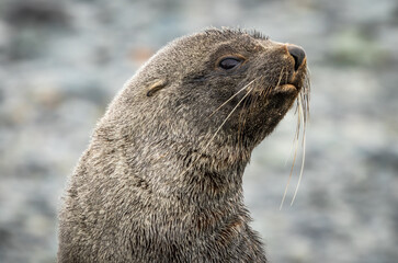 Antarctic Fur Seal (Arctocephalus gazella)	