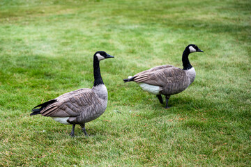 Two canada goose walking on lawn