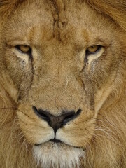 felidae, prédateur, portrait, safari, nature, crin, carnassiers, yeux, grand, lion, visage, roi, fourrure, chasse, tête, dangereux, fauve, gros plan