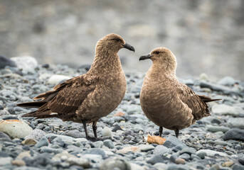 Pair of Skuas (Stercorariidae), Antarctica