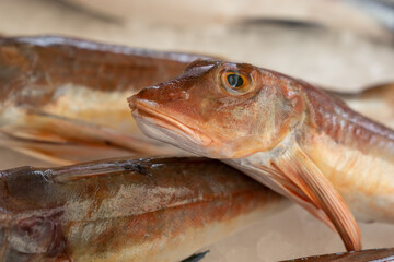 Mediterranean red tub gurnard  (Chelidonichthys lucerna) sold at the market outside