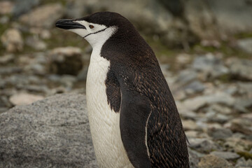 Fototapeta premium Chinstrap penguin (Pygoscelis antarcticus), Antarctica