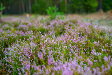 Blossoming Heather on the meadow. Forest area