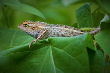 Brown lizard side closeup on leaf