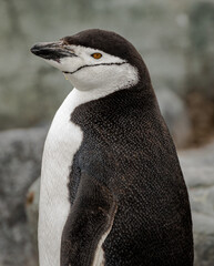 Chinstrap penguin (Pygoscelis antarcticus), Antarctica