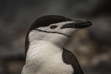 Chinstrap penguin (Pygoscelis antarcticus), Antarctica