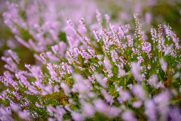Blossoming Heather on the meadow. Forest area