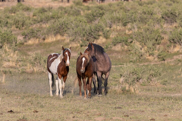 Fototapeta na wymiar Herd of Wild Horses inthe Utah Desert
