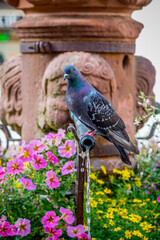 Pigeon buvant l'eau d'une fontaine