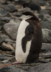 Fototapeta premium Chinstrap penguin (Pygoscelis antarcticus), Antarctica
