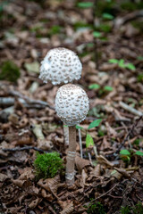 Mushrooms growing in Woodland